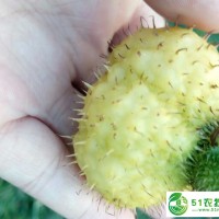 刺梨果，刺梨鮮果-中國(guó)刺梨之鄉(xiāng)直售