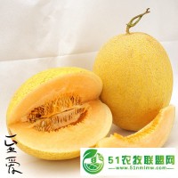 新疆吐魯番新品 至愛(ài)蜜瓜 陸地瓜2個(gè)/箱 6-7斤 德邦空運(yùn)