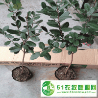 菲油果 費(fèi)約果種植方法 菲油果好吃 新西蘭水果