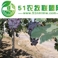 齊齊哈爾綠泉春提子種植合作社小貼士，葡萄品種小分類