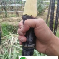 廣東清遠(yuǎn)市黑皮甘蔗種植農(nóng)戶