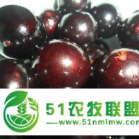 新西蘭水果進(jìn)口報(bào)關(guān)代理大連港水果進(jìn)口清關(guān)代理