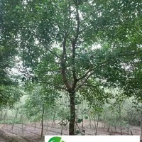 供應(yīng)**烏桕8公分10公分12公分15公分18公分烏桕較新價(jià)格