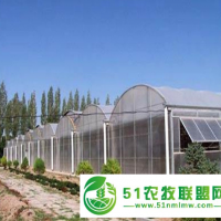 花卉薄膜溫室大棚 蘑菇種植大棚 農(nóng)業(yè)蔬菜大棚 的建造