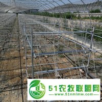 設(shè)計香菇種植大棚*廠家-聚豐溫室大棚廠家**