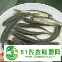 廣西憑祥草魚苗養(yǎng)殖 養(yǎng)殖經(jīng)驗(yàn)豐富