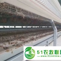 武漢四層蛋雞籠 自動(dòng)化蛋雞養(yǎng)殖籠
