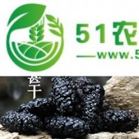四川成都桑果果供應(yīng)漁門(mén)德昌**桑葚干,黑桑椹干,桑葚子