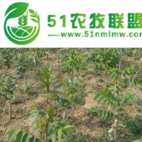 麻核桃種植基地*****