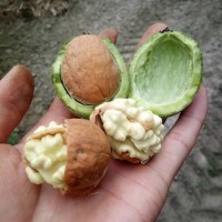 2017新疆青皮核桃紙皮核桃剝皮核桃產(chǎn)地代收代辦代加工脫殼干核桃