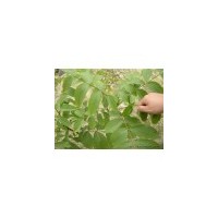 供應(yīng)品種核桃苗/核桃苗基地/核桃苗價(jià)格/核桃實(shí)生苗大量出售