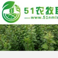 板栗苗價(jià)格 山東板栗苗 o.5到5公分粗的板栗苗