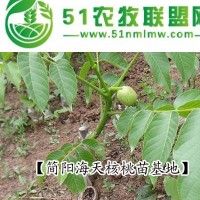 供應(yīng)核桃苗_溫185|**核桃苗，薄殼核桃苗品種