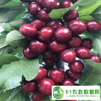 櫻桃苗