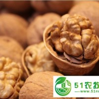 淄博周村核桃種植_淄博周村重興泰種植*合作社