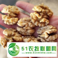 出口核桃仁工廠大量供應(yīng)尖白核桃仁，普白核桃仁出口可做商檢18830175665