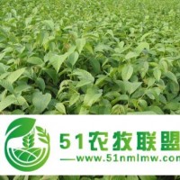 香玲核桃苗批發(fā) ，香玲核桃苗價格批發(fā)