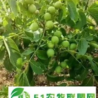 供應(yīng)**核桃苗、山西核桃苗、核桃苗種植技術(shù)