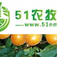 供應(yīng)**桃樹(shù)苗梨樹(shù)苗核桃苗山楂苗