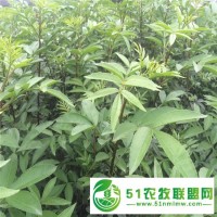 品種全的花椒苗基地新中苗木花椒苗貨源充足