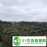 郴州東魁楊梅樹(shù)苗批發(fā)價(jià) 高山生態(tài)種植
