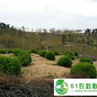 果樹