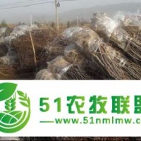 山東棗樹苗供應基地
