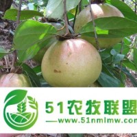 岑溪軟枝油茶苗 大果紅花油茶苗 扁桃苗 枇杷苗 羅漢松苗 三角梅苗