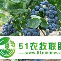 藍莓苗價格