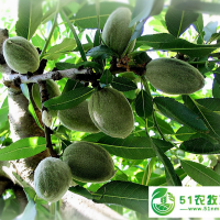 商丘種植巴旦木樹苗一畝地產(chǎn)量多少？每畝收益好嗎？