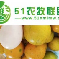 脆蜜金柑的市場(chǎng)價(jià)格多少-南寧脆蜜金柑苗批發(fā)價(jià)格崇左脆蜜金柑苗有賣