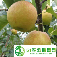 冬季給梨樹苗刮皮應該注意的細節(jié)