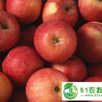 春季種植什么蔬菜