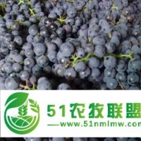 撫順市宿曉紅葡萄批發(fā)，撫順市宿曉紅葡萄品種