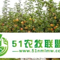 齊齊哈爾果樹苗*種植合作社