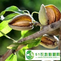 寧夏種植巴旦木為何要比種植其他經(jīng)濟(jì)作物要好