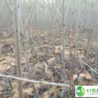 果樹種植