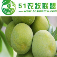 銅梁縣蜂糖李子苗 ，銅梁縣蜂糖李子苗的基地大小苗，銅梁縣蜂糖李苗價格