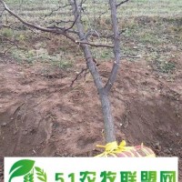 山西18公分棗樹基地 易管理 產(chǎn)地**
