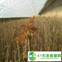 占地綠化香椿苗 矮化紅油香椿 大棚香椿苗 紅芽香椿樹苗 紅油香椿樹苗 露天香椿苗 綠油菜香椿苗 山東紅油香椿 香椿樹芽