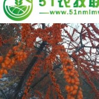 林口縣沙棘果樹的常見癥狀