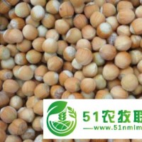 岫巖滿族自治縣平歐大果榛子供應(yīng)，岫巖滿族自治縣平歐大果榛子銷售