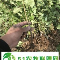 絳縣藥用連翹苗 種植基地