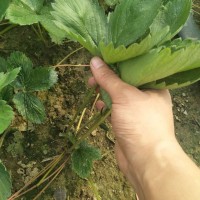 云南草莓苗、草莓苗詢價(jià)