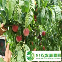 2年桃樹苗價格一棵,秋彤桃樹苗枝條修剪注意事項