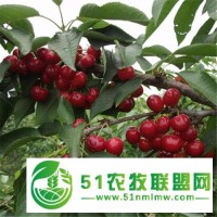 矮化櫻桃苗價(jià)格 俄羅斯8號(hào)櫻桃苗基地價(jià)格
