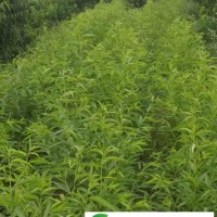 臨朐柳山鎮(zhèn)桃樹苗_臨朐盛柳家庭農(nóng)場
