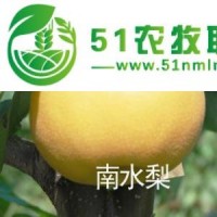 秋月梨苗，包金梨苗，油桃苗，甜柿苗，石榴苗，山楂苗，維納斯黃金蘋果苗