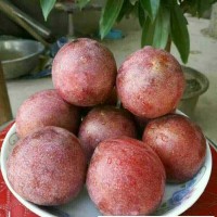 恐龍蛋李種植農(nóng)業(yè)創(chuàng)業(yè)好項(xiàng)目