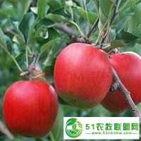 果園**矮化蘋果苗 長(zhǎng)富2號(hào) 現(xiàn)挖現(xiàn)賣矮化蘋果苗